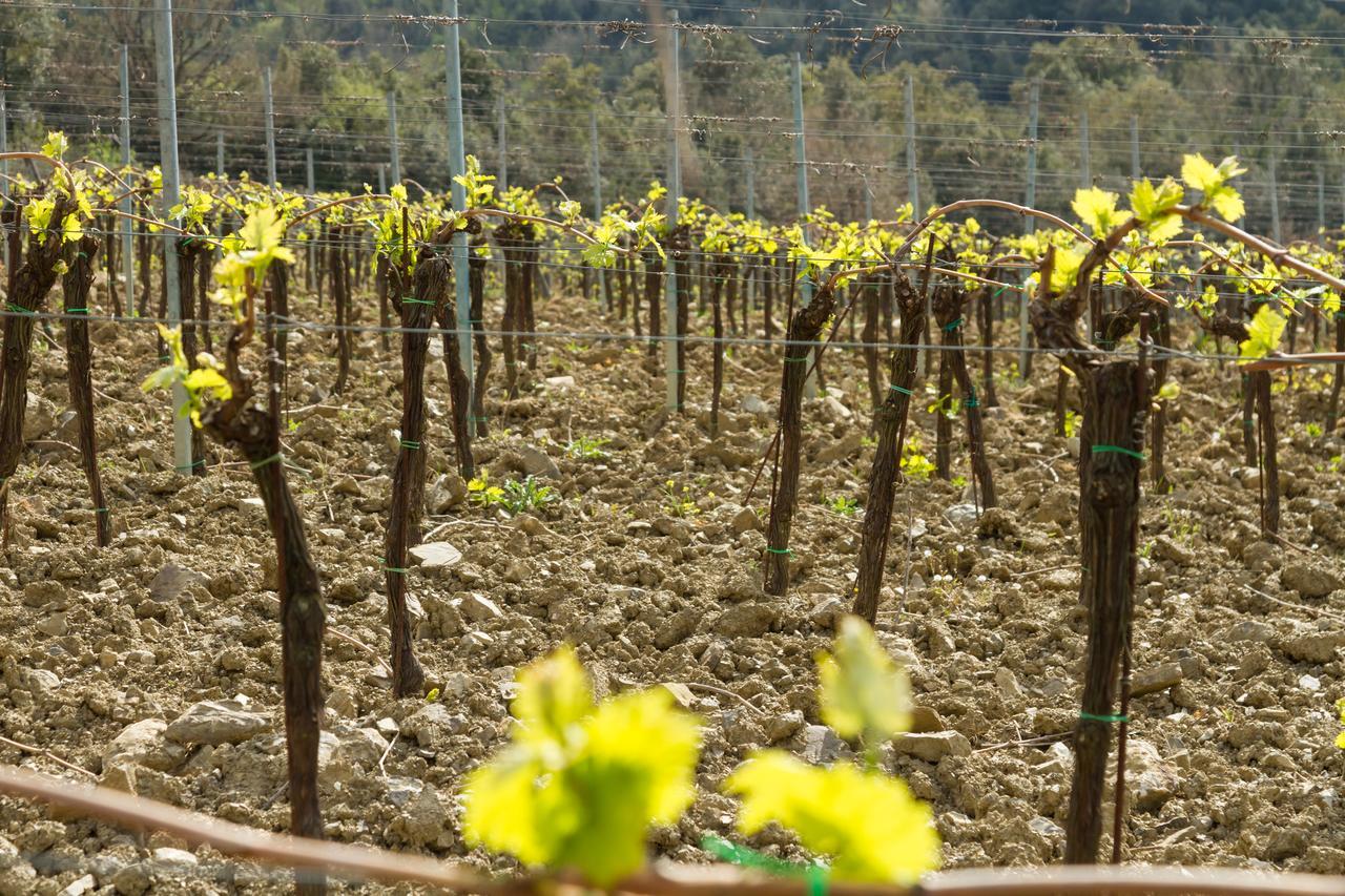 Agriturismo Piemaggino كاستيلّينا إنْ كْيانت المظهر الخارجي الصورة