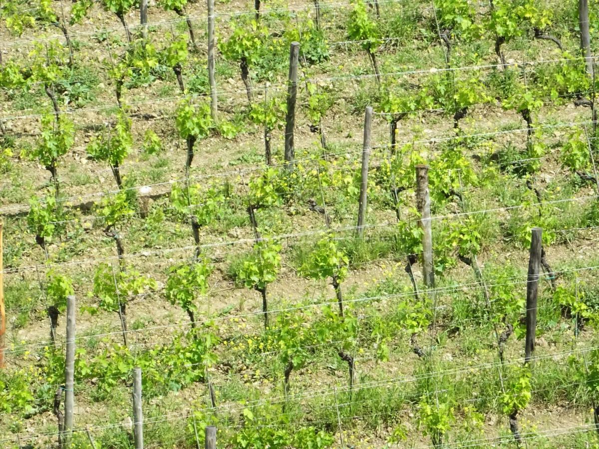 Agriturismo Piemaggino كاستيلّينا إنْ كْيانت المظهر الخارجي الصورة